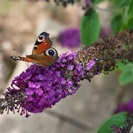 Apartment Werner Mit Terrasse *